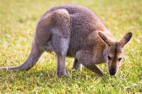 A Z List Of Native Australian Animals With Pictures Animal Sake