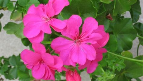 Red perennial flowers zone 4. A List of Full Sun Perennial Flowers in Zone 4 | Garden Guides