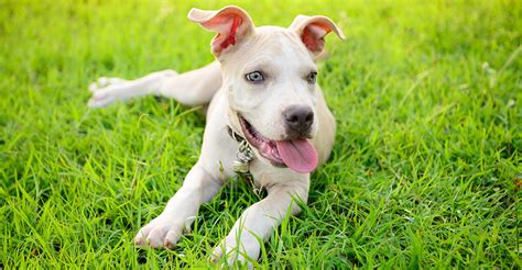 Blue red nose brindle pitbull puppy sitting pitbull puppies red. Blue Nose Pitbull Facts, Fun, Pros and Cons of a Blue ...