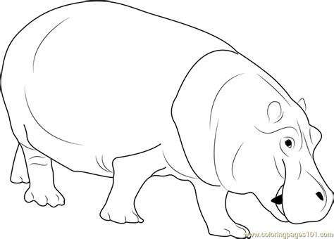 Hippopotamus Coloring Coloring Pages