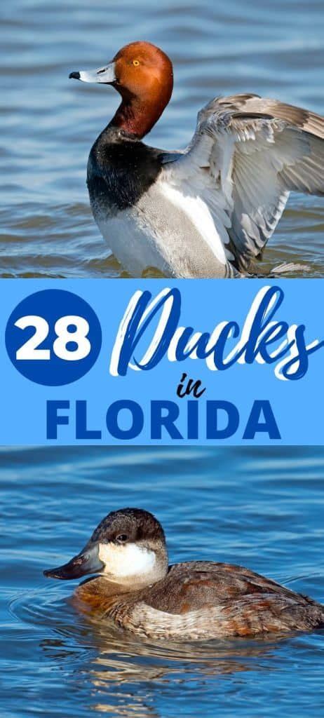 28 Ducks Found In Florida With Pictures And Descriptions When And