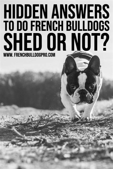 Created by alaskaalaskaa community for 9 years. Hidden Answers to Do French Bulldogs Shed or Not ...
