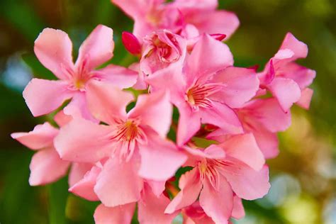 With flowers of lavender, pink, or white, and yellow disc centres, these guys bring a simple charm to gardens. What are Australia's most poisonous plants? | Better Homes ...