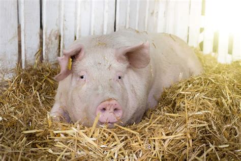 Yorkshire Pig Are These Big Friendly Pigs Right For Your Farm