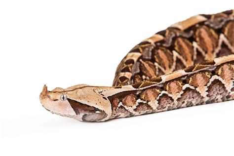 Gaboon Viper The Complete Guide With Pictures And Facts Embora Pets