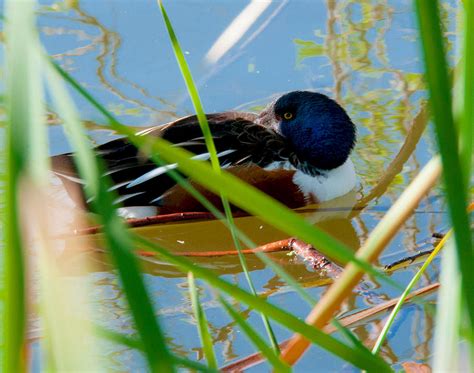 Sleeping Duck Photograph By Ricky Cerda Pixels