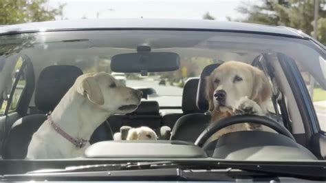 Top 5 Funny Animal Commercials Ever On Tv Funniest And Crazy