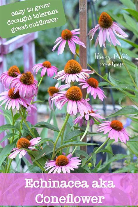 Grow Echinacea Aka Coneflower Echinacea Flower Garden Flowers