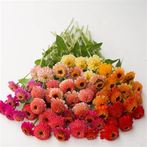 Zinnia Candy Mix Floret Flowers