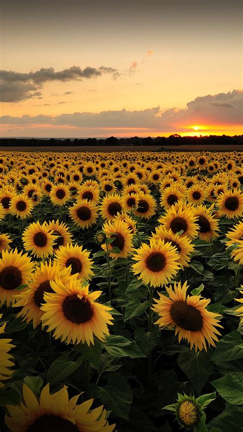 Sunflower Field At Sunset Bishops Waltham Hampshire England Uk