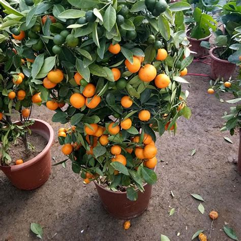 Buy Sugar Orange Fruit Seeds 40pcs Plant Citrus Reticulata For Mandarin