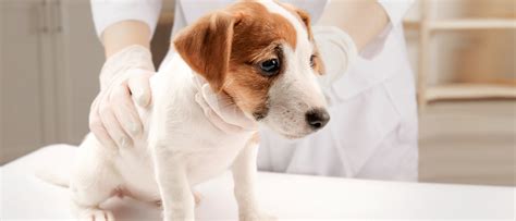 What Causes Parvo In A Dog