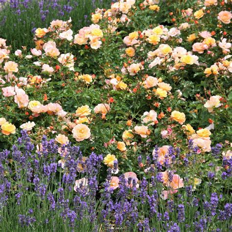 Flower Carpet Rose Amber Easy To Grow Bulbs