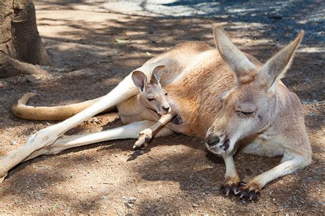 Once You See Inside A Kangaroos Pouch Theres No Going Back
