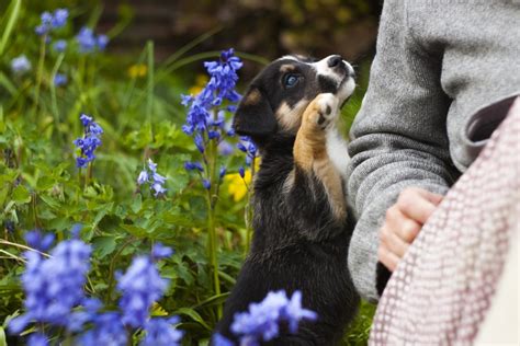 รูปภาพ ดอกไม้ ลูกสุนัข หมา น่ารัก สัตว์ป่า สัตว์เลี้ยงลูกด้วยนม