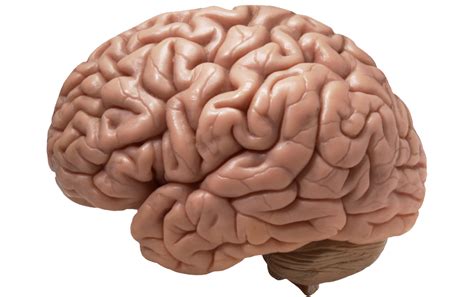 Brain Png Image Png All