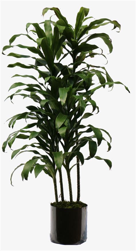 Download Transparent Indoor Plants Png Transparent Indoor Plant Png