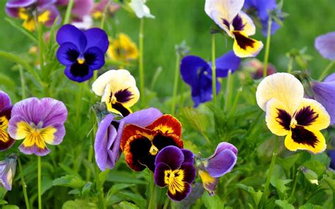 Pansy Wallpapers Wallpaper Cave