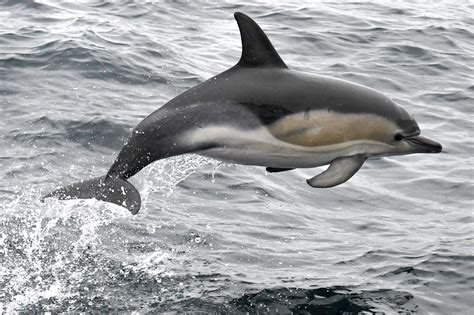 Horny Dolphin Has Been Prowling The Beach In France