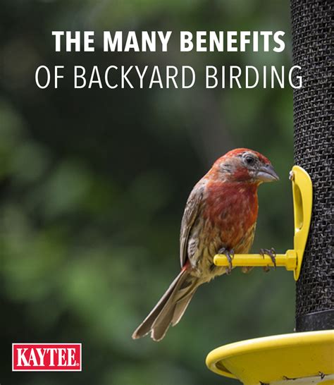 The Many Benefits Of Backyard Birding By Kaytee With An Image Of A Red