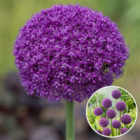 Rootz Plants Flowerbulbs Allium Ambassador Set Of 3 Florastore