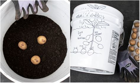 How To Grow Potatoes In A 5 Gallon Bucket Growing Potatoes Planting