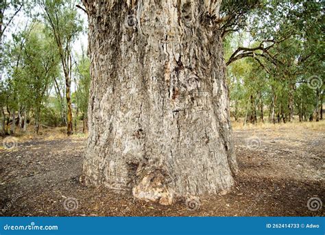 Giant Red Gum Tree Stock Image Image Of Giant Orroroo 262414733