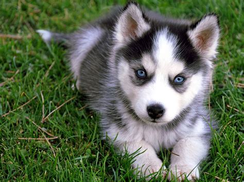 See more ideas about puppies husky puppy and cute dogs. Husky Puppy | Paw-Bark