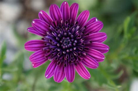 Fan page for purple flowers pictures. Purple Florida Flowers by Gamer16 on DeviantArt | Florida ...