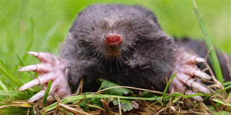 How To Get Rid Of Ground Moles