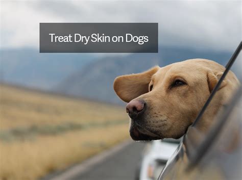 How To Treat Dry Skin On Dogs Home Remedies Paws Elite