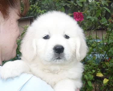 You also have to consider how your puppy will fit into your family. Goldens Retrievers: White Golden Retriever Puppy