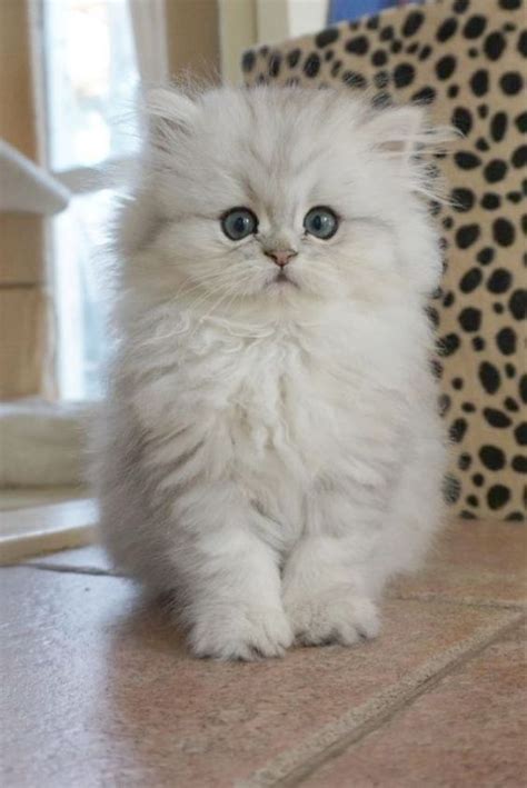 Everything You Need To Know About Teacup Persian Cats Catsinfo