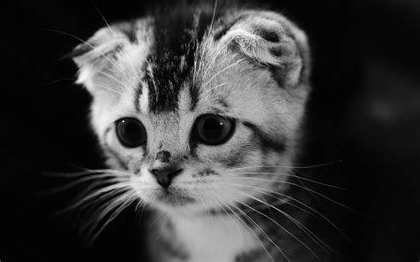 Cute Gray Kitten Wallpaper Animals Wallpaper Better