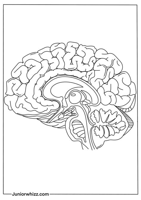 Human Brain Coloring Pages With Book 12 Printable Pdf