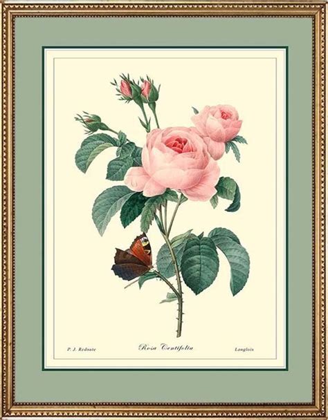 Botanical Print Redoute Rose Antique Print Reproduction Etsy Flower