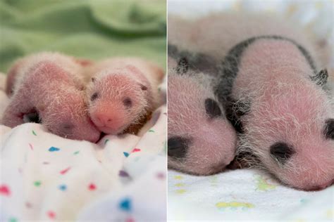 Pictures Of Newborn Baby Pandas Newborn Baby