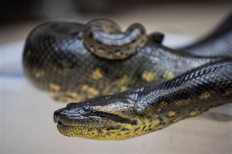 Anaconda Leaps Out Of Water And Bites Tour Guide Video