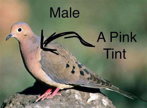 In a perfect world ♂ are usually more iridescent and larger than ♀ the bird on. Pin by NatureLvr357 on Birds | Mourning dove, Bird ...