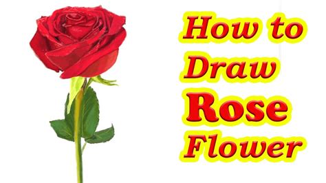 From classic paintings to modern art, lotus flowers are often to draw a lotus flower, start by sketching an oval with dots inside to represent the seed pod. How to Draw a Rose Flower Step By Step | Easy Drawing ...