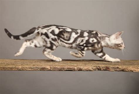 Our passion and focus at lone star bengals is to offer bengal kittens from texas bengal breeding using very scrutinized champion bloodlines to ensure that our kittens. Facts of Bengal Cat, Coat Patterns and Colors | Petco Near ...