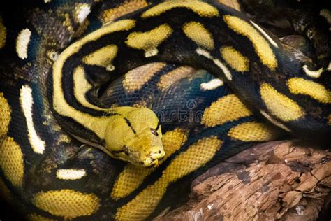 Of A Yellow Anaconda Snake Stock Image Image Of Skin 245506589