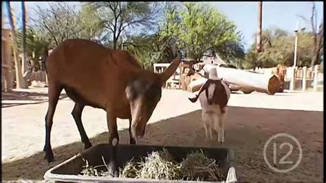 Goats At Reid Park Zoo City Of Tucson Az Free Download Borrow And