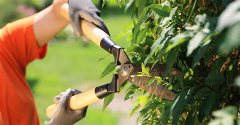 Benefits Of Trimming Trees And Shrubs