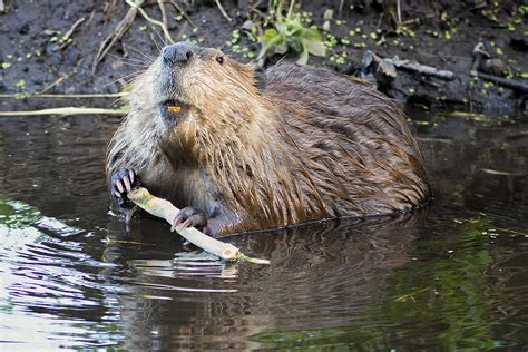 Cute Video Shows A Pair Of Beavers Browsing At Convenience Store