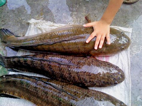 Miau Wantz Her Fillet 6 Medicinal Facts About Snakehead You Probably