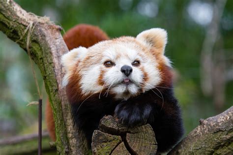 Wallpaper Gr N Red Panda Animal Tier Roter Kleiner Nikon
