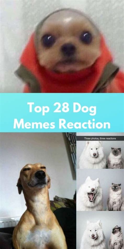 Top 28 Dog Memes Reaction Life Is Memes
