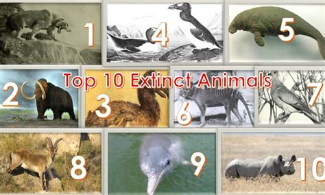 Top 10 Extinct Species In 2023