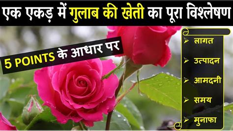 गुलाब की खेती कब और कैसे करें Gulab Ki Kheti Kaise Karen Rose